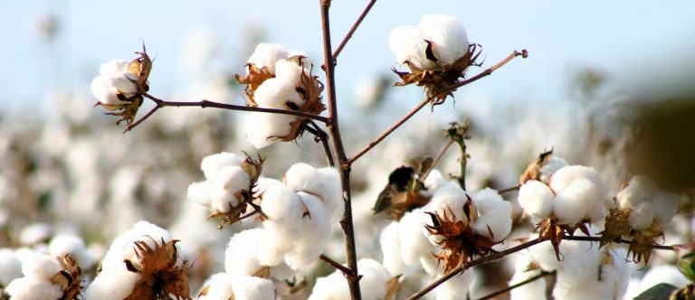 dunavant cotton1 768x332