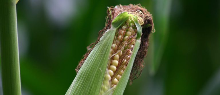 dunavant maize2 768x332