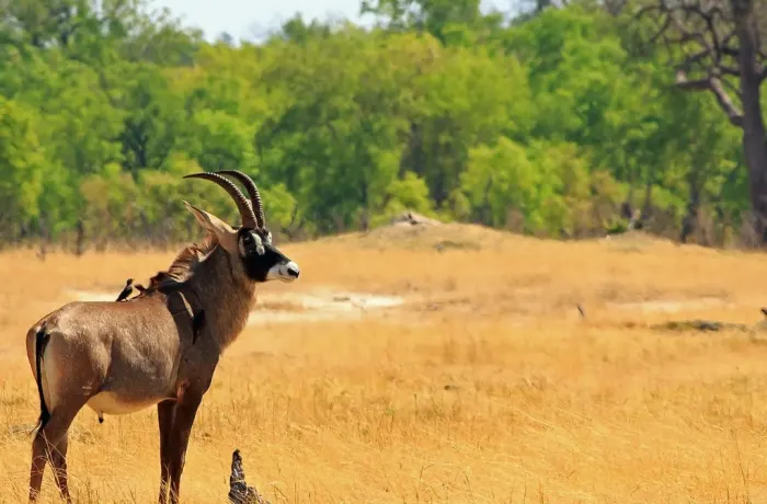lusenga plains national park zambia natural resources 2 1