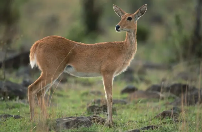 lusenga plains national park zambia natural resources 4