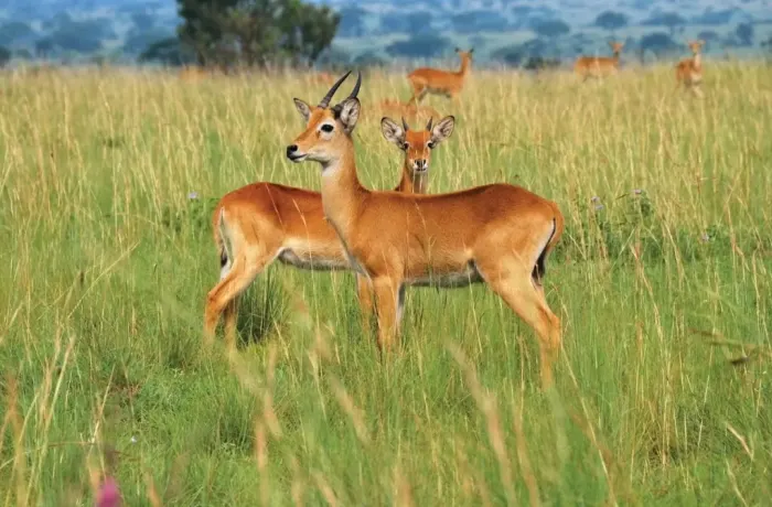 lusenga plains national park zambia natural resources 5