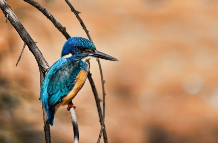 lusenga plains national park zambia tourist attractions 1