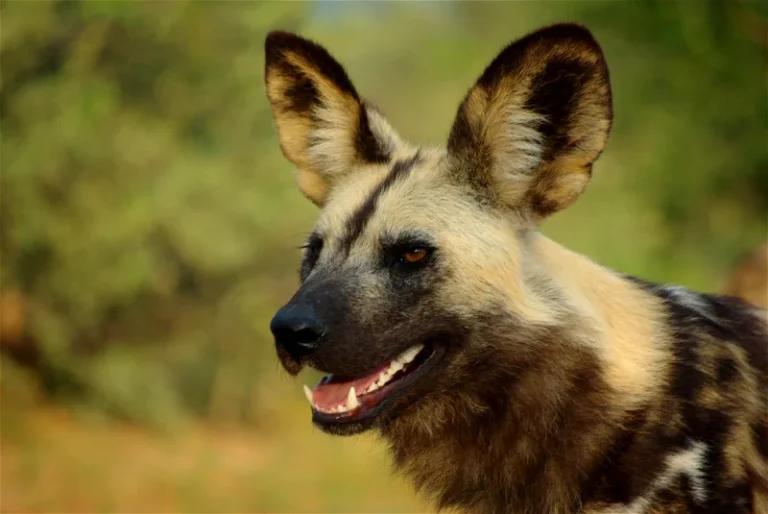 painted dog 768x514
